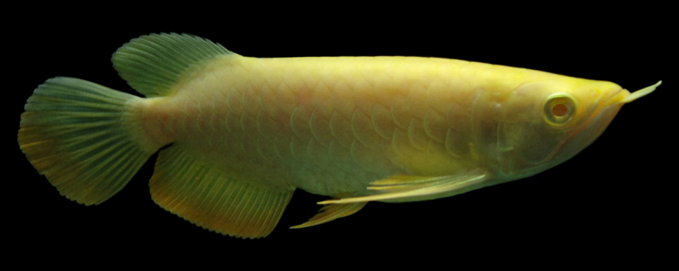 Albino Golden Arowana-Small.jpg